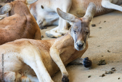 眠たそうなカンガルー © Ken Tyler