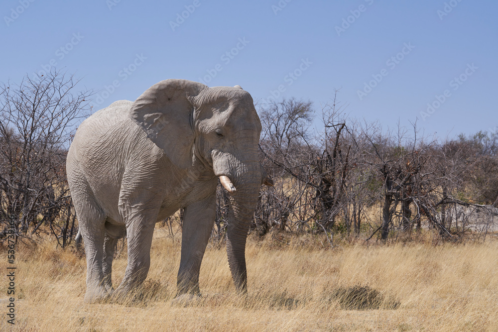 Fototapeta premium Large male African Elephant (Loxodonta africana) feeding in the dry arid landscape of Etosha National Park, Namibia