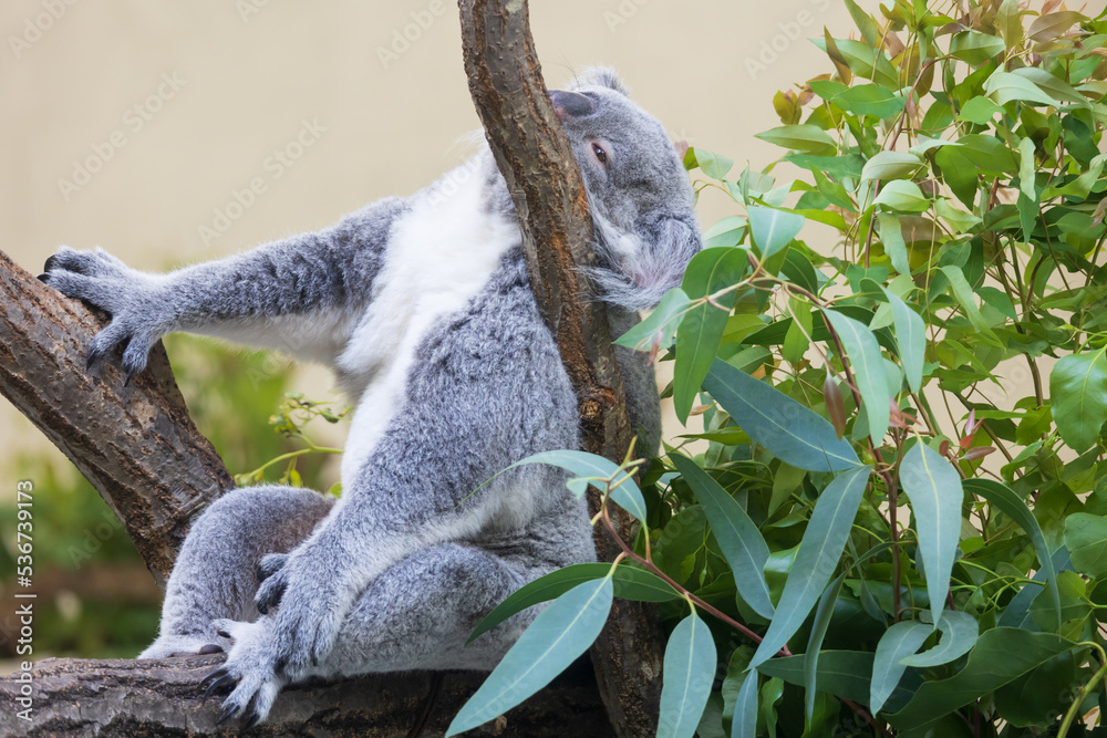 Obraz premium 木の上にいるコアラ
