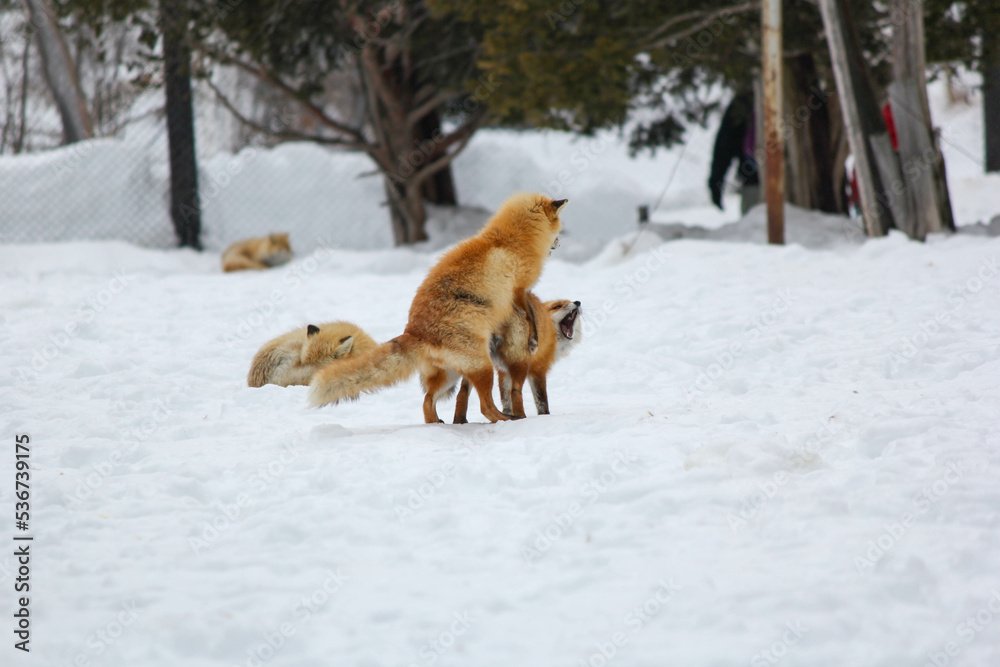 Fototapeta premium じゃれ合うキタキツネ『北海道・北見市』