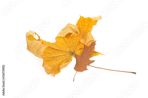autumn leaves close-up on white background