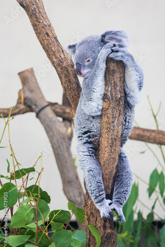 Canvas Print 木の上にいるコアラ