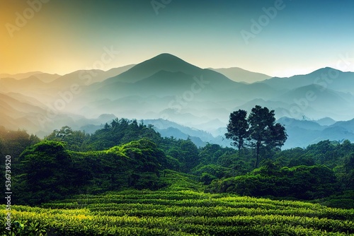 Tablou canvas Tea plantation under morning sunrise over misty mountains on background