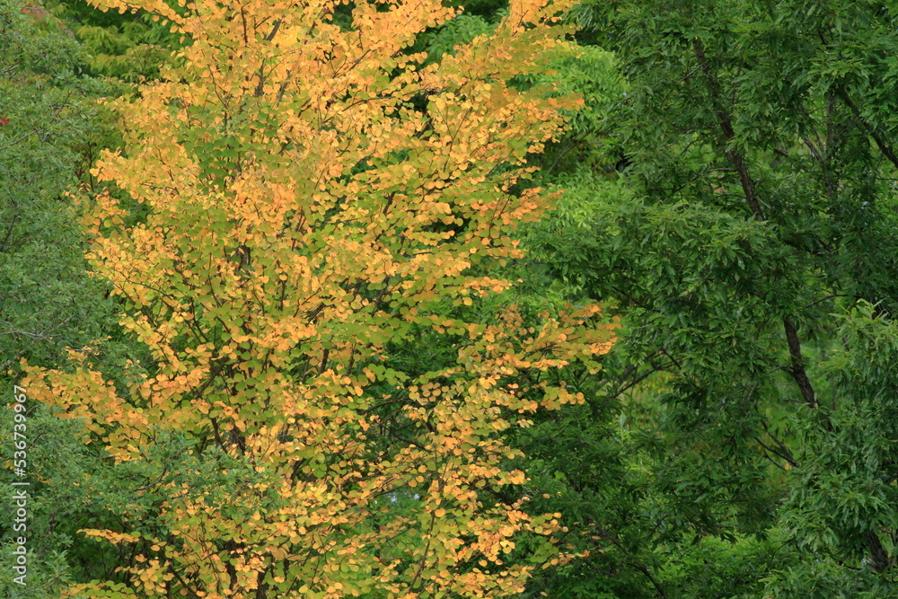 Obraz premium the beginning of fall