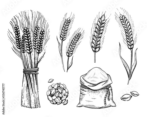 Wheat sheaf, flour bag, wheat ears. Grain vector illustration. Hand draw bunch. Ear bundle sketch. Cereal bread sketched concept. Black line art drawing, ear crop isolated on white background.