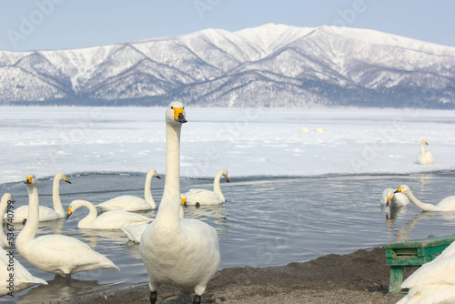 Fototapeta Naklejka Na Ścianę i Meble -  白鳥のいる雪化粧した屈斜路湖（冬の北海道）