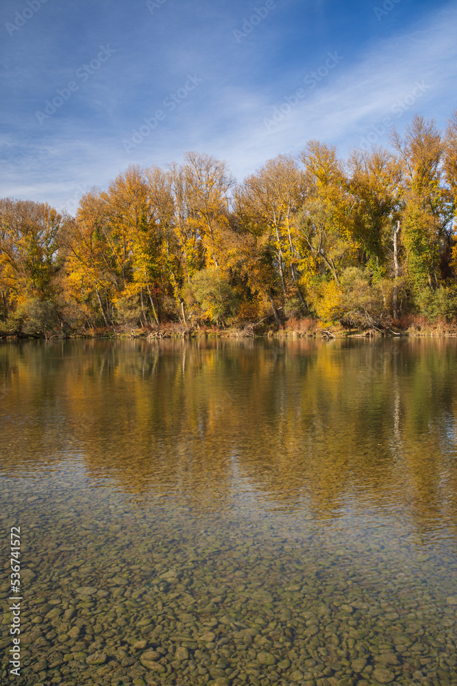 Autumn landscape view of golden trees on the bank of a river, with reflection in the water, sunny day, vertical