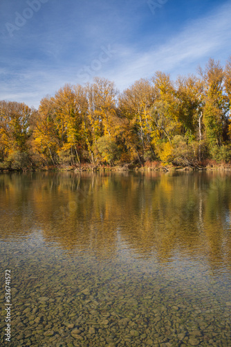 Autumn landscape view of golden trees on the bank of a river, with reflection in the water, sunny day, vertical