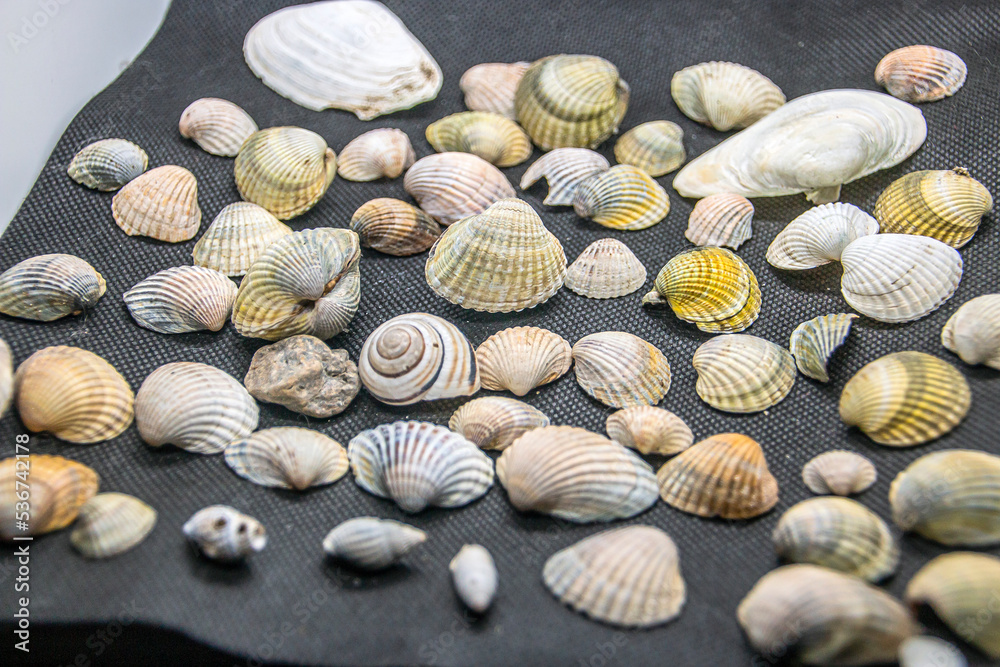 Many multi-colored beautiful and varied shells lie on a black background