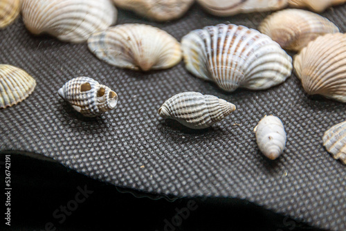 Many multi-colored seashells lie on a black background close-up