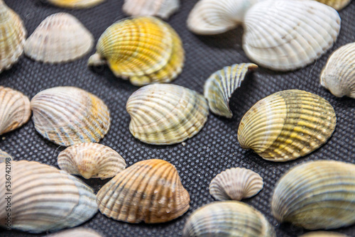 multi-colored and varied shells lie on a black background close-up