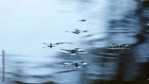 Water striders or skippers or scooters running and jumping on the beautiful blue water surface. Common pond skaters or skimmers above the lake in breeding season. Wetland insects or bugs in a pond. 4K photo