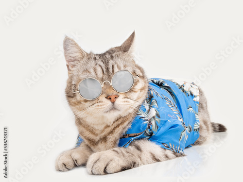 Handsome cat wear sunglasses and blue shirt sit on white floor ready for vacation summer holiday