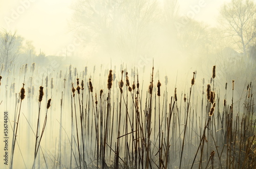 coastal zone of marsh creek, strong smoke from fire of liana overgrowth. Spring fires of dry reeds dangerously approach houses of village by river Cleaning fields of reeds, dry grass. Natural disaster photo