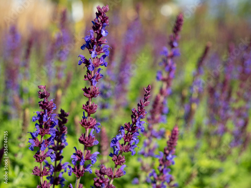 Close-up of a Salvia Nemorosa plant with purple flowers in a meadow.