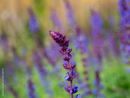 Close-up of a Salvia Nemorosa plant with purple flowers in a meadow.