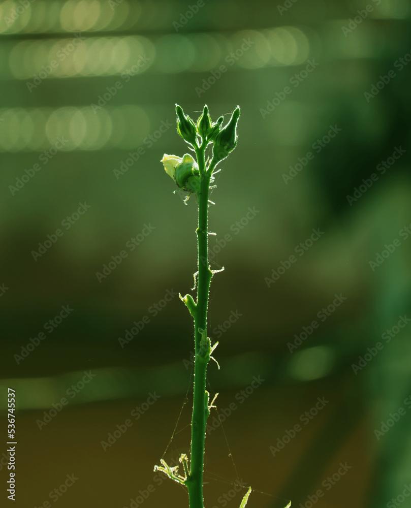 ladyfinger plant and ladyfinger growing in vertical ladyfinger plant and ladyfinger growing in vertical