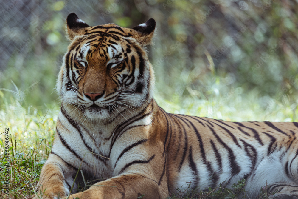 Obraz premium 姫路セントラルパーク トラ