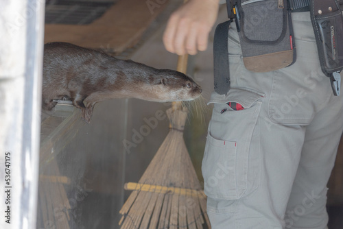 姫路セントラルパーク　コツメカワウソ photo