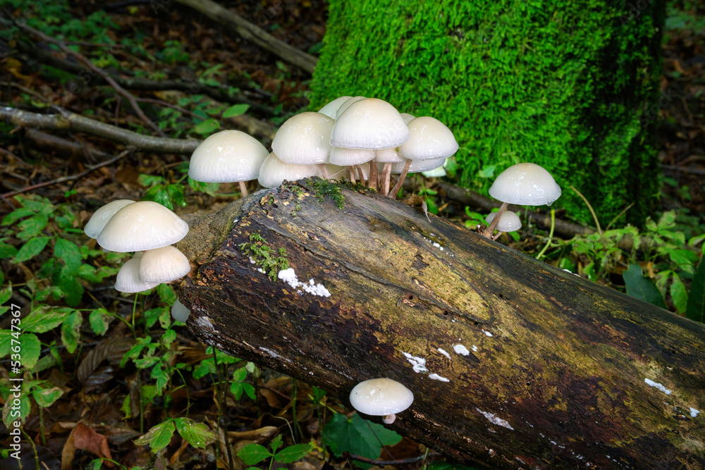 Porzellanpilze auf einem Baumstamm Porzellanpilze auf einem Baumstamm