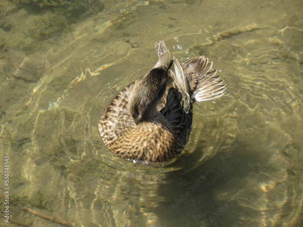 mallard wild duck scient. name Anas platyrhynchos bird animal mallard wild duck scient. name Anas platyrhynchos bird animal