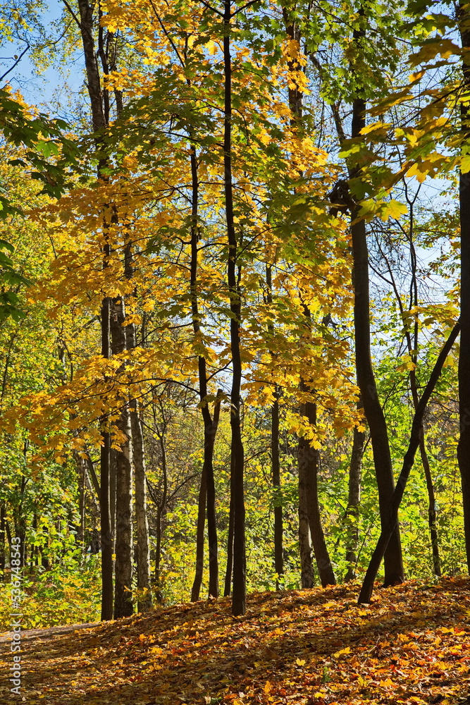 Sunny day in the autumn city park.