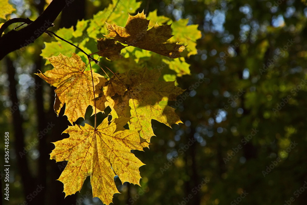 Fototapeta premium Maple leaves in autumn colors before leaf fall.