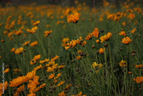 jardim de flores amarelas