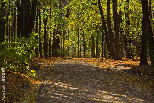 Fototapeta Naklejka Na Ścianę i Meble -  Sunny day in the autumn city park.