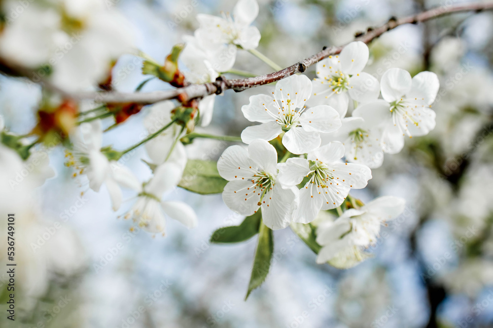 White blossom on the tree blooming in the early spring, backgroung blured. High quality photo White blossom on the tree blooming in the early spring, backgroung blured. High quality photo