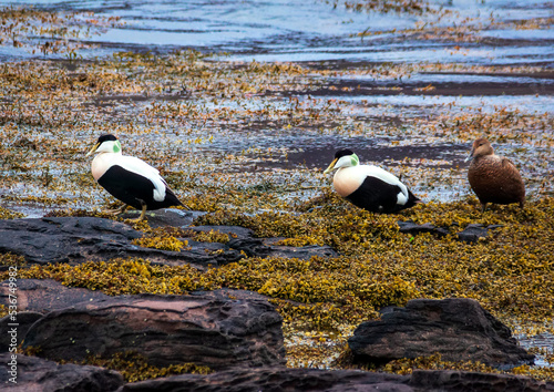 Obraz na plátně Male and female Common eider ducks, Ísafjarðardjúp, Westfjords, Iceland