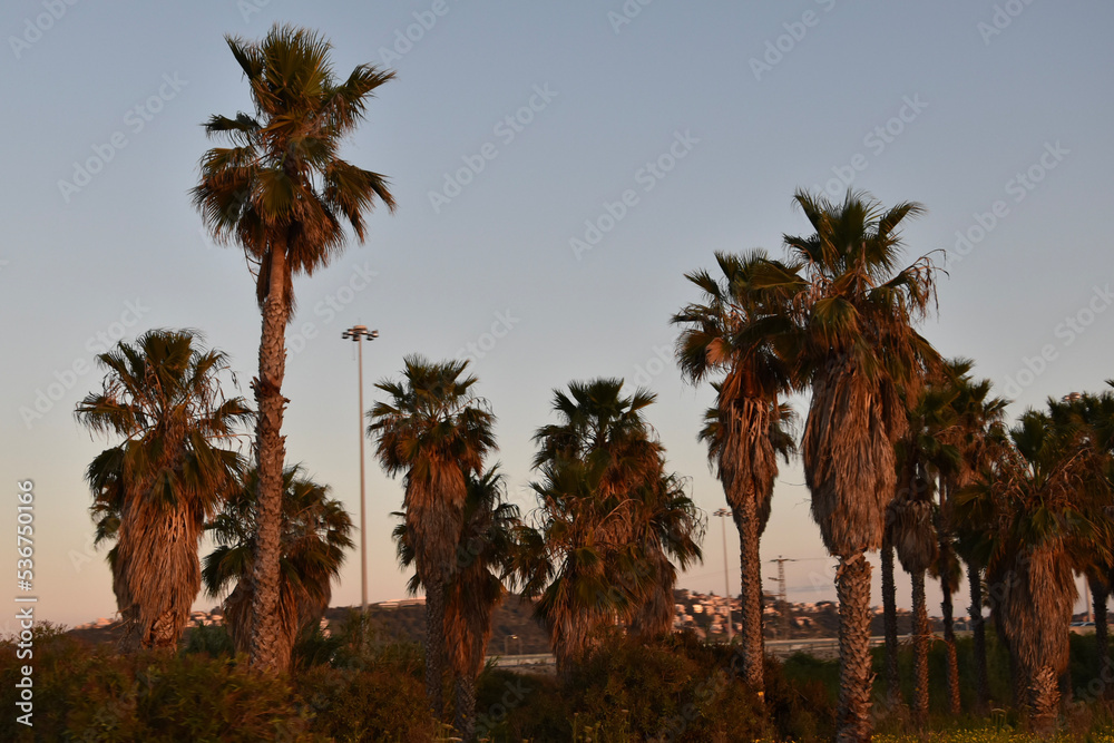 palm trees at sunset palm trees at sunset