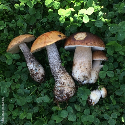 boletus edulis mushroom photo