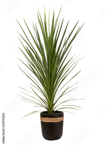 Cordyline plant in a black flower pot isolated on white background