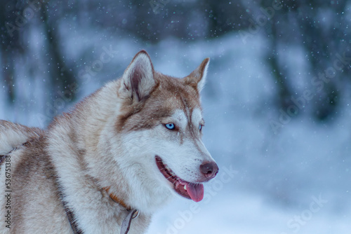 Siberian Husky © eowyny