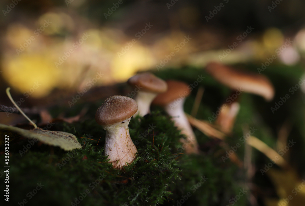 Fototapeta premium autumn mushrooms on green moss in a ray of sunlight