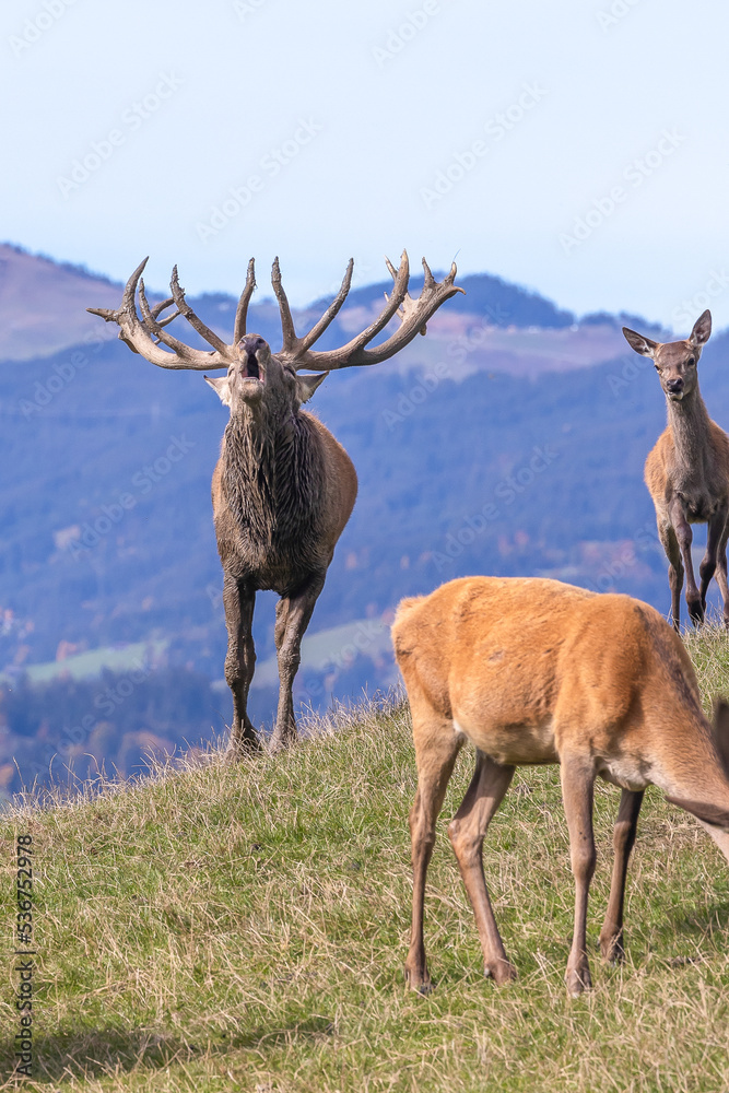 Fototapeta premium Red deer - cervus