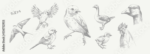 Birds, swift, sparrow, goose, rooster, chicken. Set of vector illustrations. Pencil sketch. Engraving style. Tattoo. Collection of drawn elements.