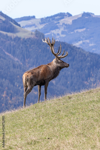 Red deer - cervus © ARC Photography