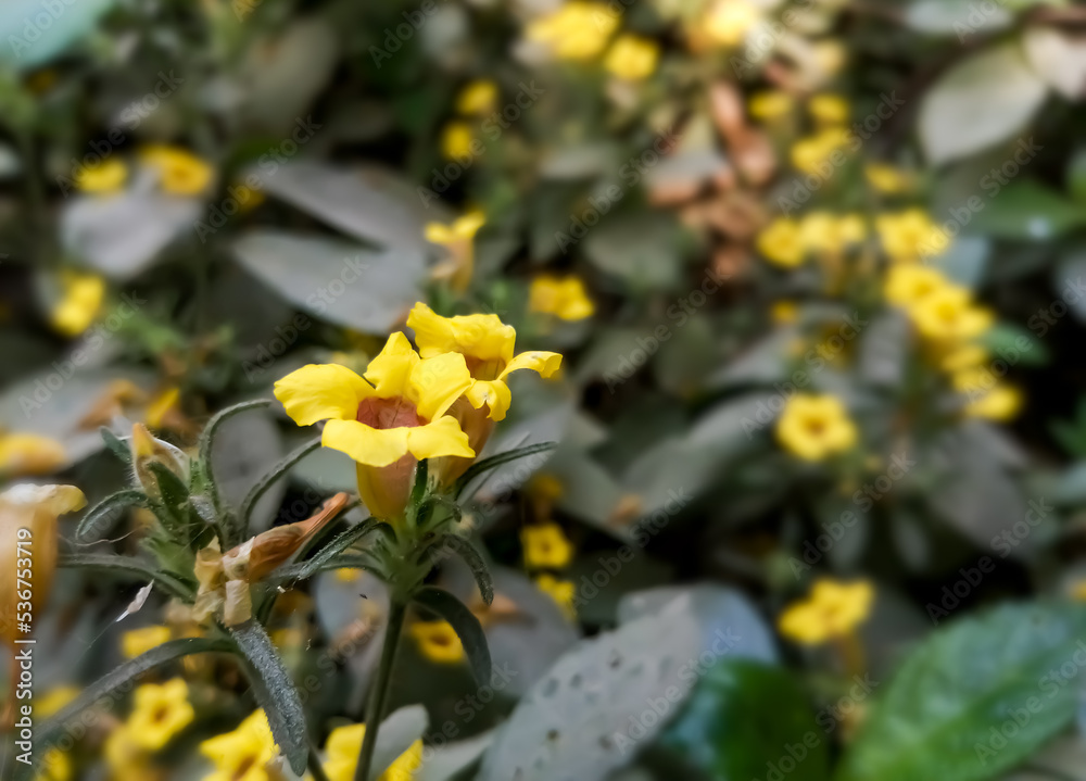 Obraz premium Yellow color flower blooming with natural background. Lithospermum caroliniense. Carolina Puccoon. Golden gloves.