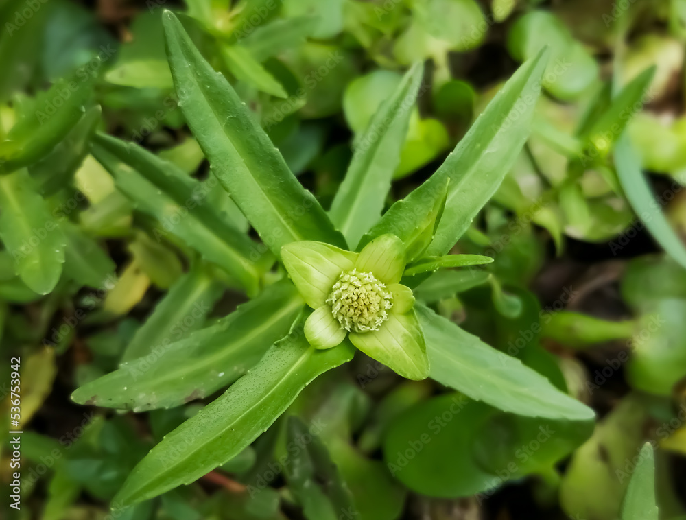 Enydra fluctuans also known as Buffalo Spinach, Marsh herb, Water cress. Enydra fluctuans also known as Buffalo Spinach, Marsh herb, Water cress.