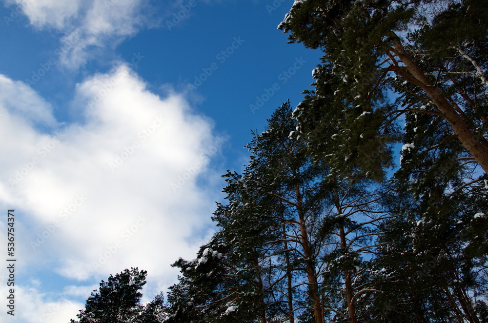 A snow-covered tree against the sky. Winter landscape.