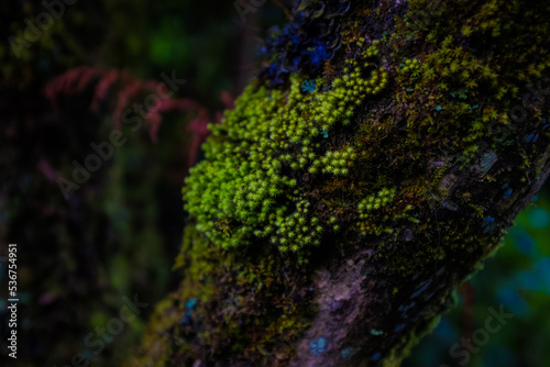 Green tropical fern moss plant in mountain forest