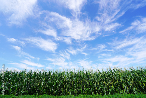 The corn in the field