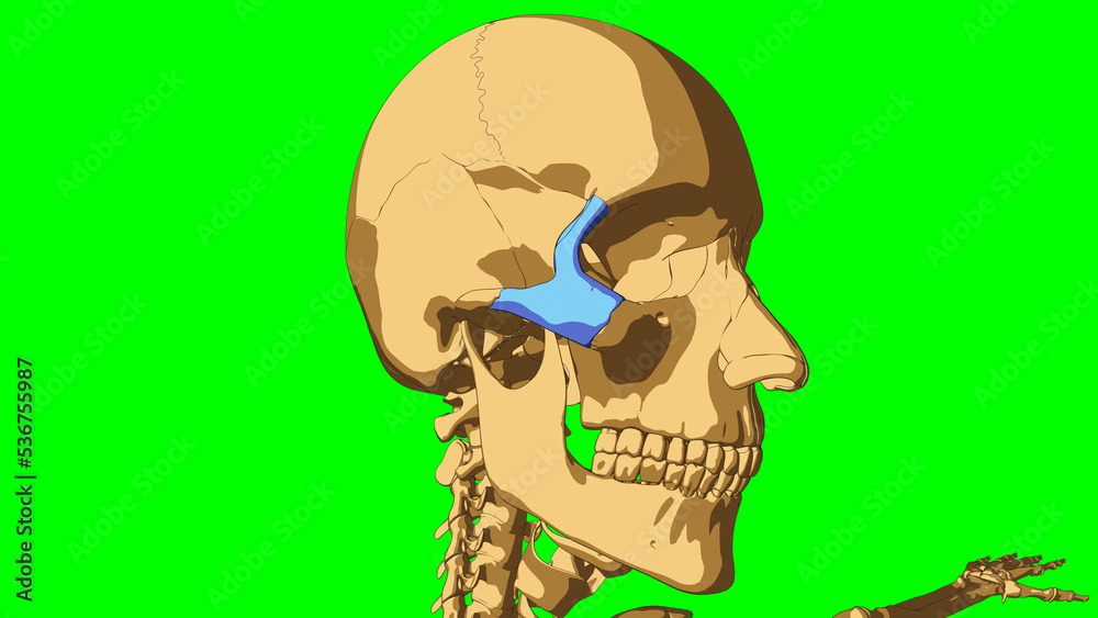 Human skeleton zygomatic bone anatomy for medical concept 3D illustration