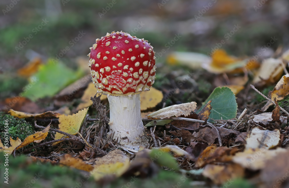 Tiny wild forest mushrooms close up macro photography
Tiny wild forest mushrooms close up macro photography