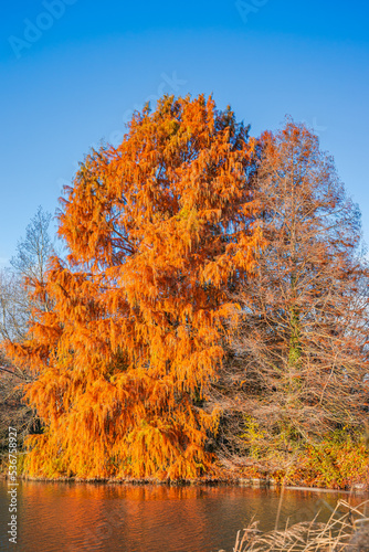 Bald cypress tree on a sunny Autumn day