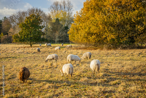 Flock of Landes sheep grazing grass on an Autumn day in France at sunset