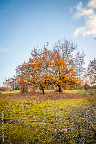 Acer platanoides or Norway Maple on an Autumn day