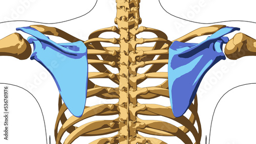 Human skeleton anatomy scapula bones for medical concept 3D illustration